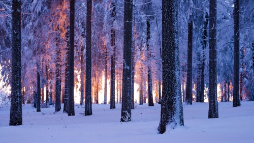 雪域 挪威 云杉 森林 日落4k风景壁纸3840x2160 彼岸图网
